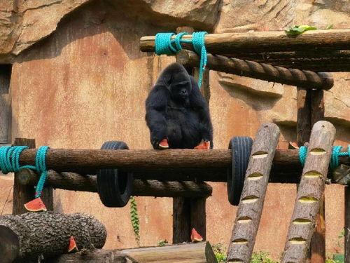 吃瓜群众猜猜是什么动物,吃瓜群众猜测的神秘动物之谜