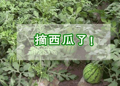 金凤区吃瓜群众是谁啊