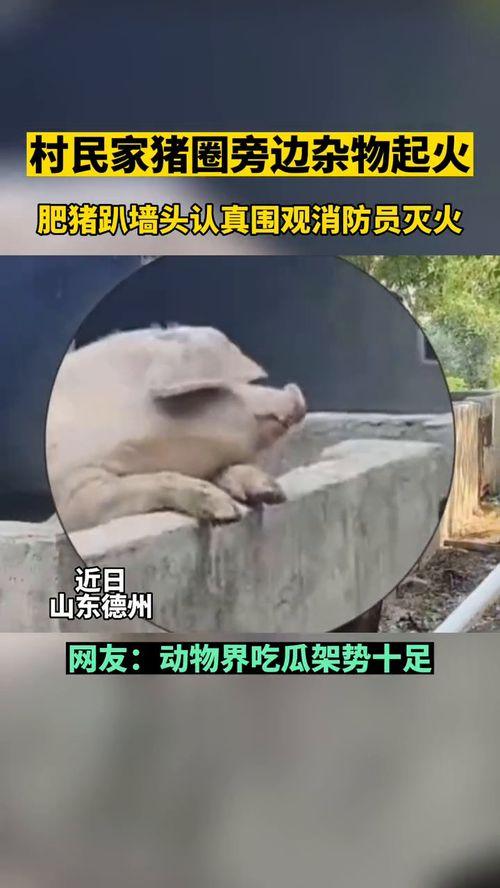 形容吃瓜群众的动物,揭秘吃瓜群众的动物原型