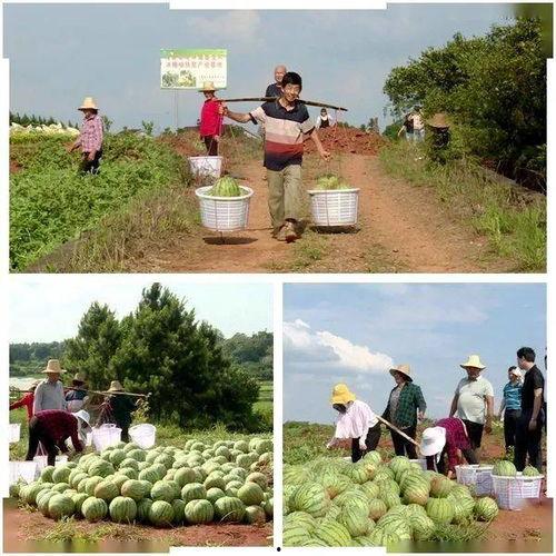 南乐乡村吃瓜群众是谁,揭秘南乐乡村“吃瓜群众”背后的故事