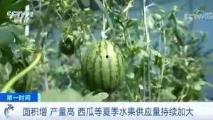 吃瓜群众和菜头,揭秘网络舆论场的双面魅力