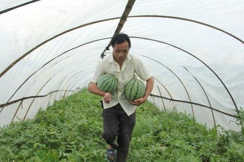 凤岭吃瓜群众事迹简介,见证时代变迁的民间观察者